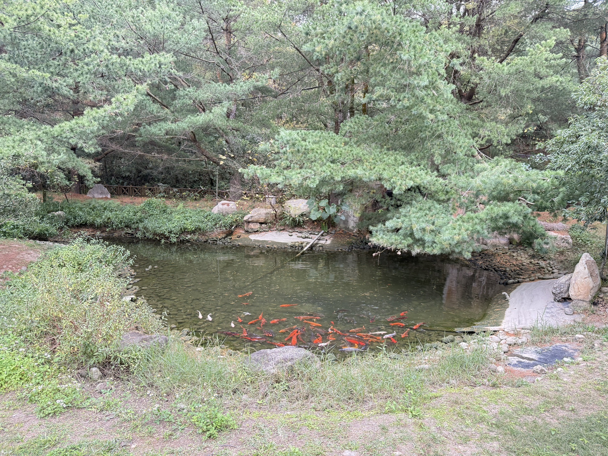 魚池1
